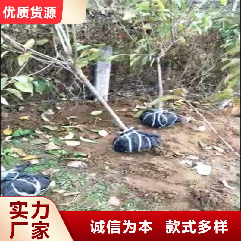 李子北美冬青專業(yè)生產(chǎn)制造廠