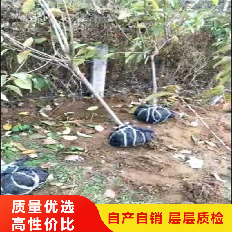 李子櫻桃苗質量可靠