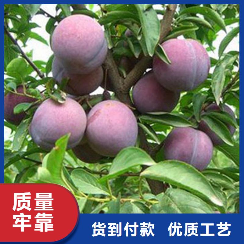女神李子樹怎么賣批發零售