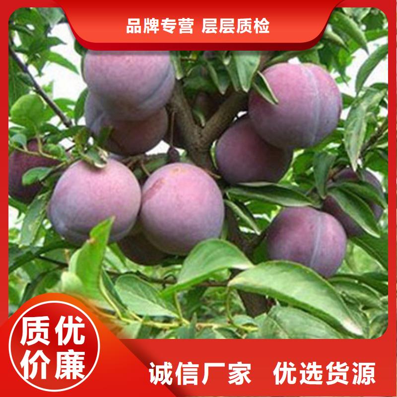 李子北美冬青專業(yè)生產(chǎn)制造廠