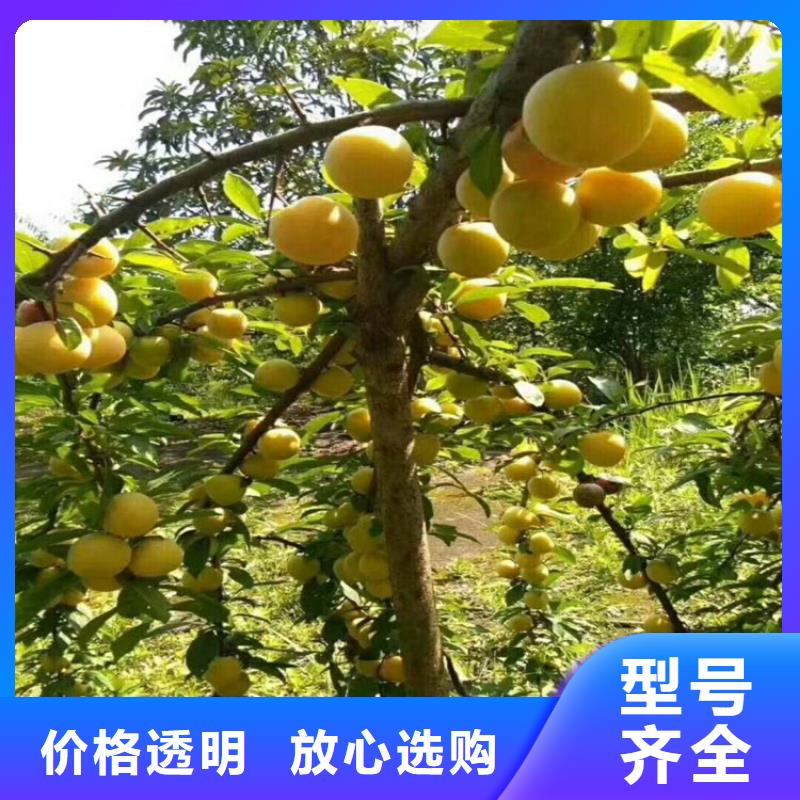 李子北美冬青專業(yè)生產(chǎn)制造廠