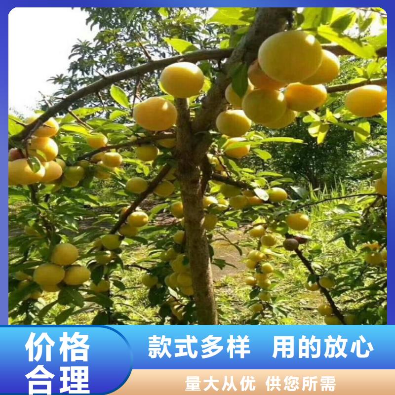 玫瑰李子苗采摘園/軒園園藝場