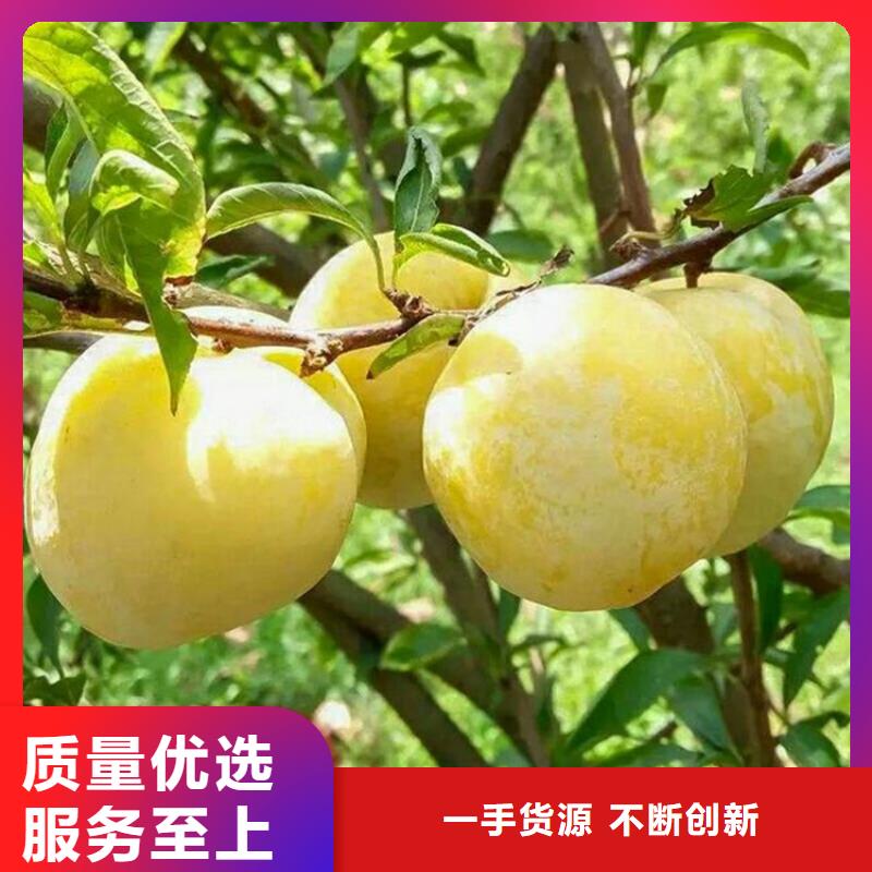 女神李子樹怎么賣批發零售