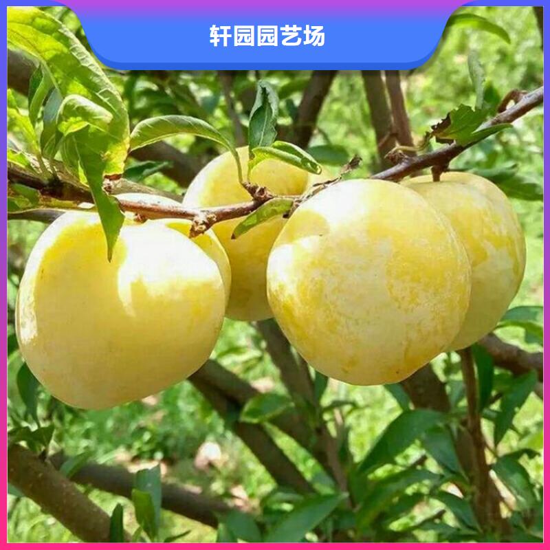 李子櫻桃苗質量可靠