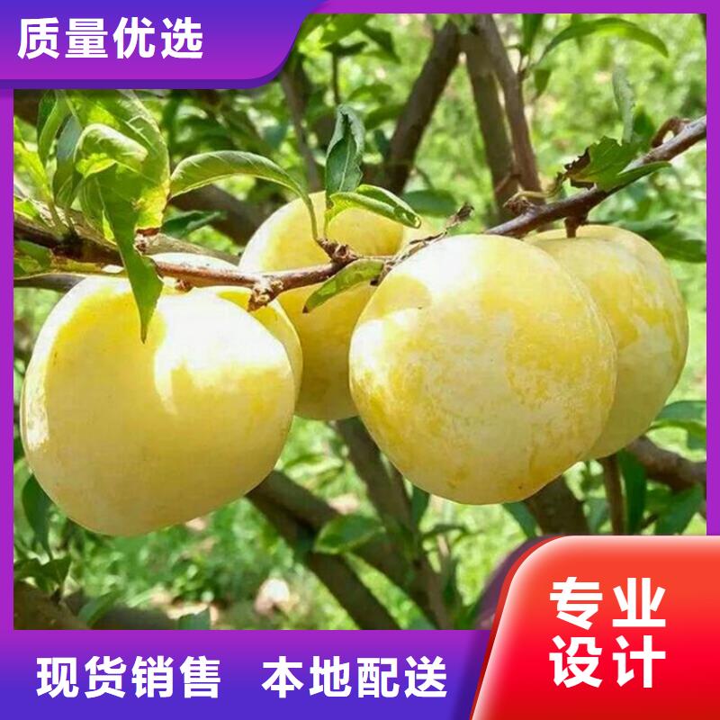 玫瑰李子苗采摘園/軒園園藝場