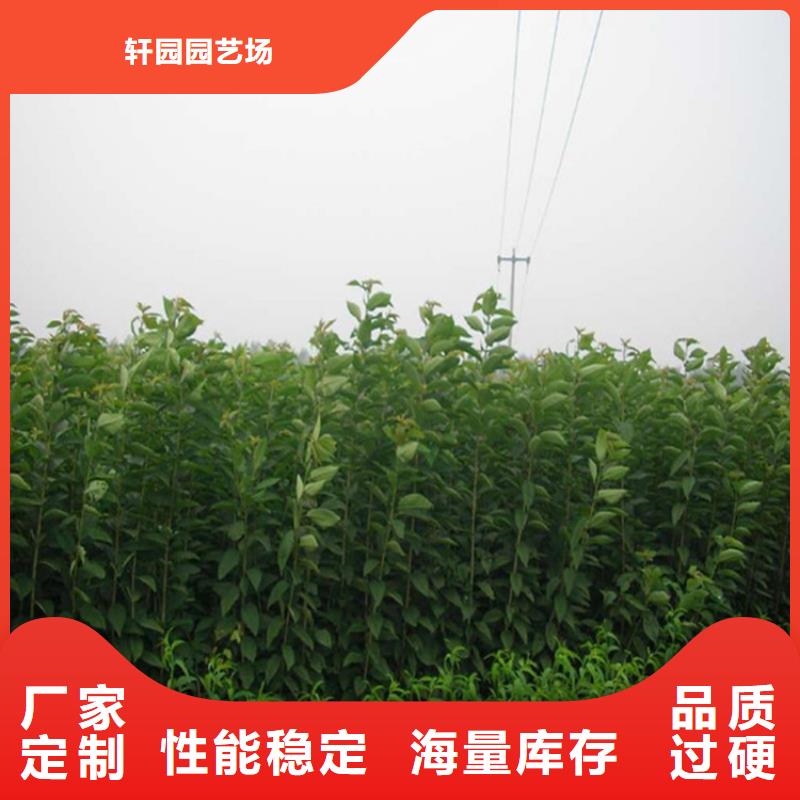李子北美冬青專業(yè)生產(chǎn)制造廠
