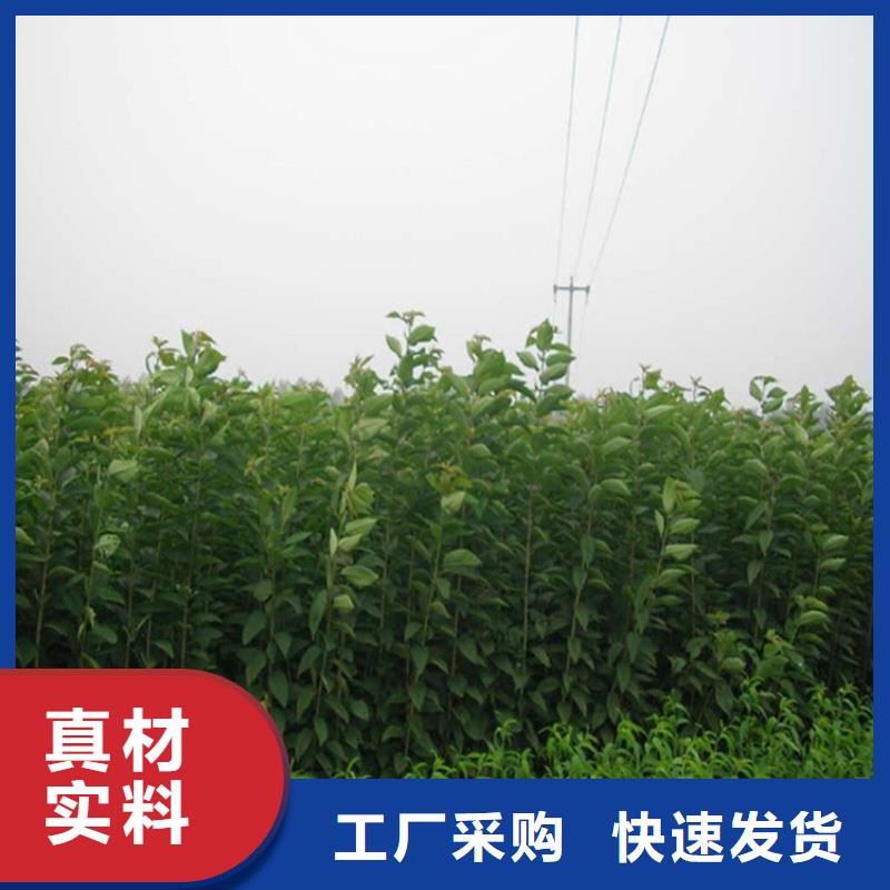 【李子】藍(lán)莓苗實力大廠家