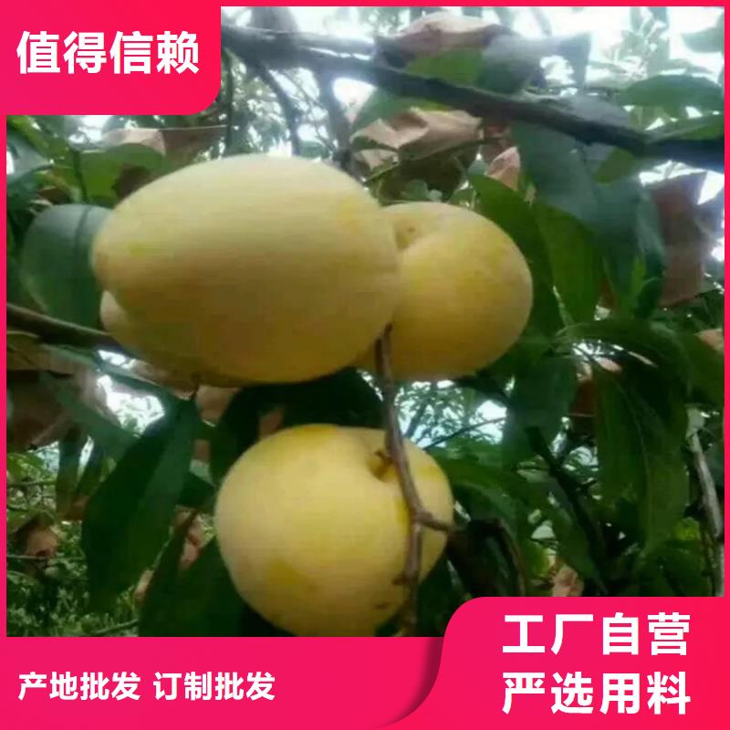 李子北美冬青專業(yè)生產(chǎn)制造廠