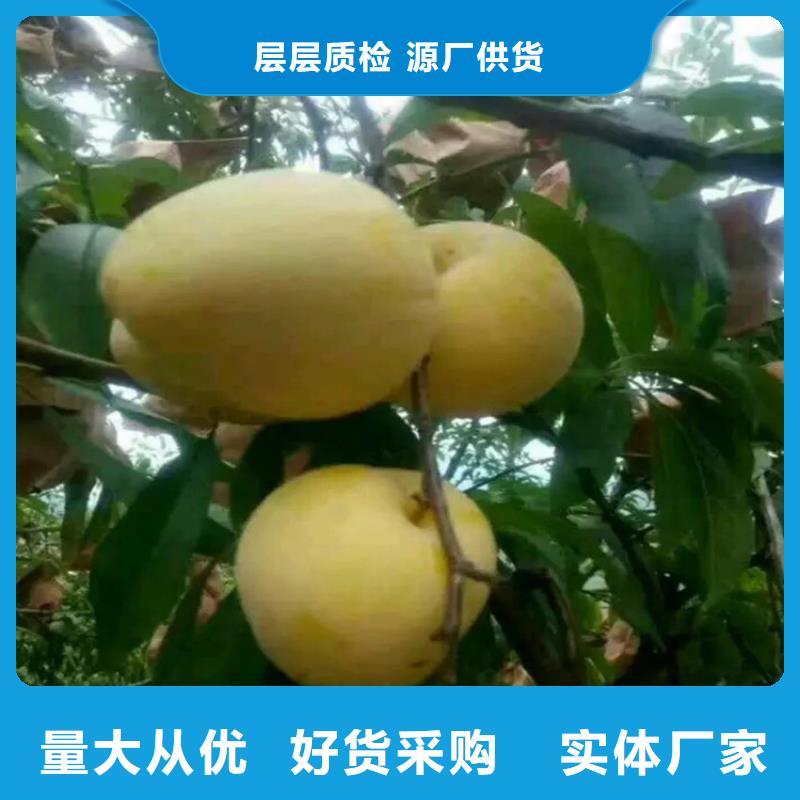 西梅李子苗批發零售