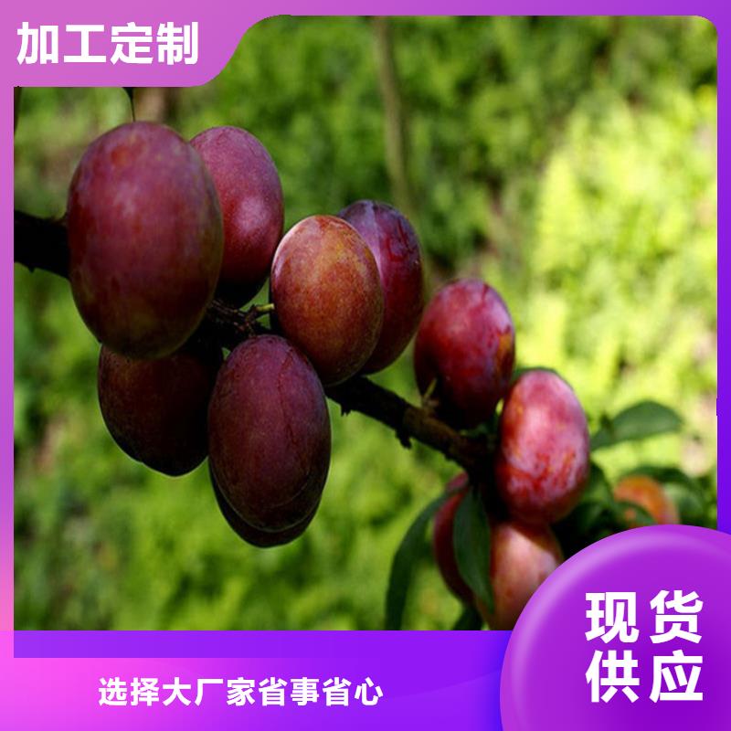 李子北美冬青專業(yè)生產(chǎn)制造廠
