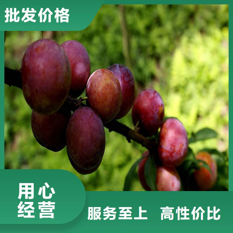 【李子蘋果苗研發生產銷售】