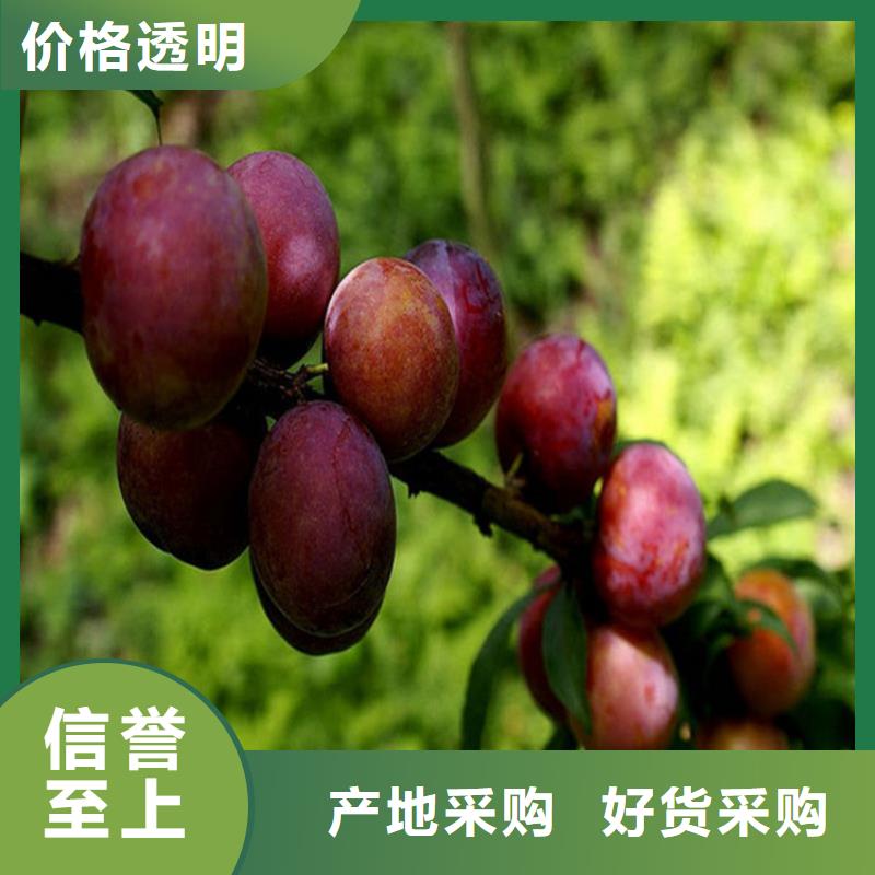 女神李子苗量多優(yōu)惠