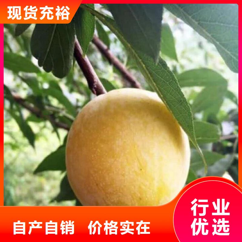 女神李子樹怎么賣批發零售