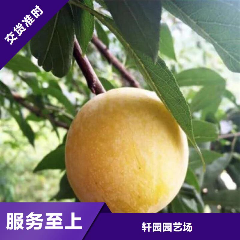 李子北美冬青專業(yè)生產(chǎn)制造廠