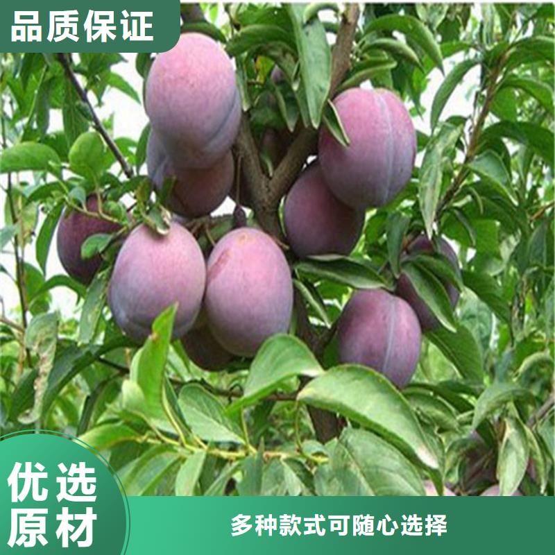 女神李子苗量多優(yōu)惠