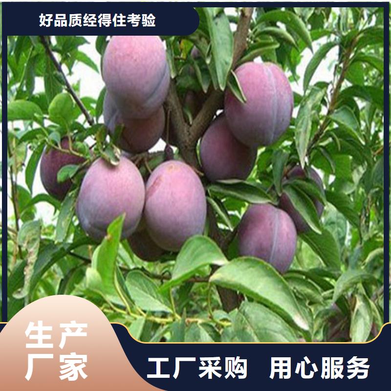 李子北美冬青專業(yè)生產(chǎn)制造廠