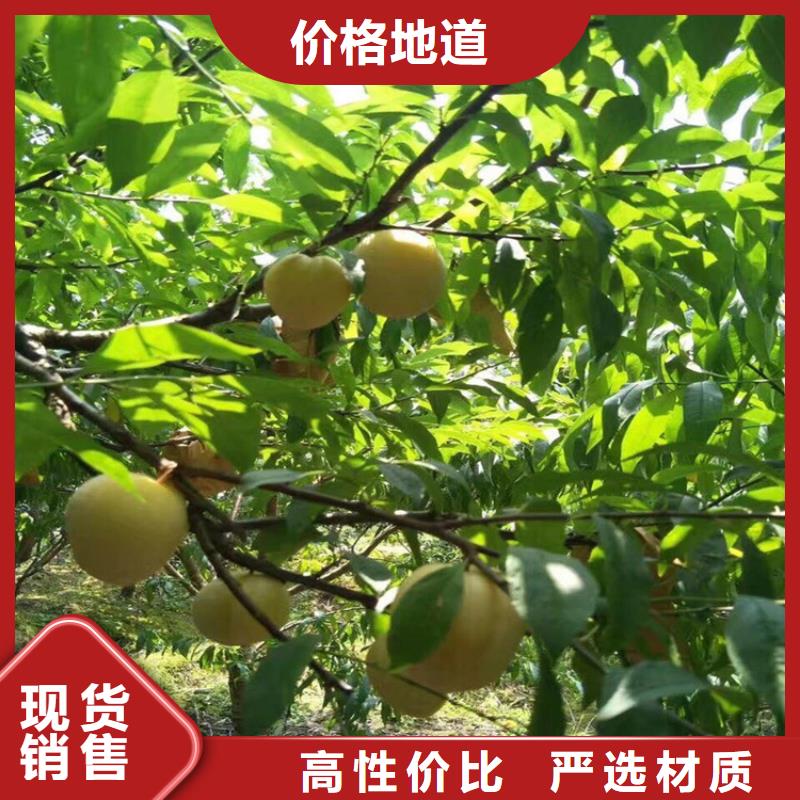 女神李子樹怎么賣批發零售