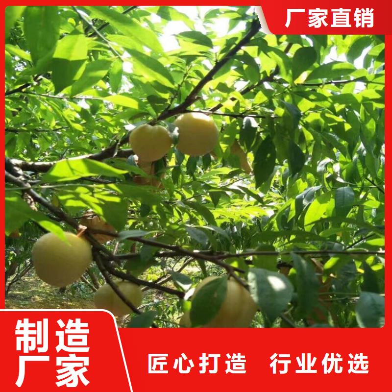 李子北美冬青專業(yè)生產(chǎn)制造廠