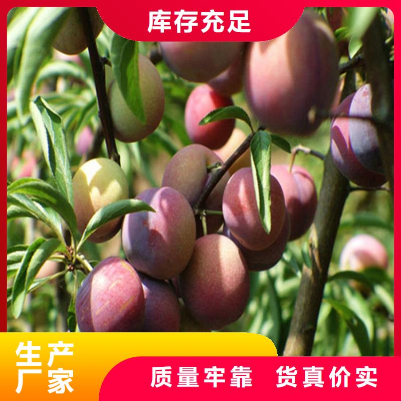 女神李子苗量多優(yōu)惠