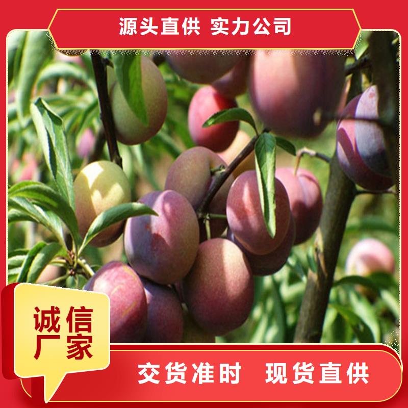 李子北美冬青專業(yè)生產(chǎn)制造廠