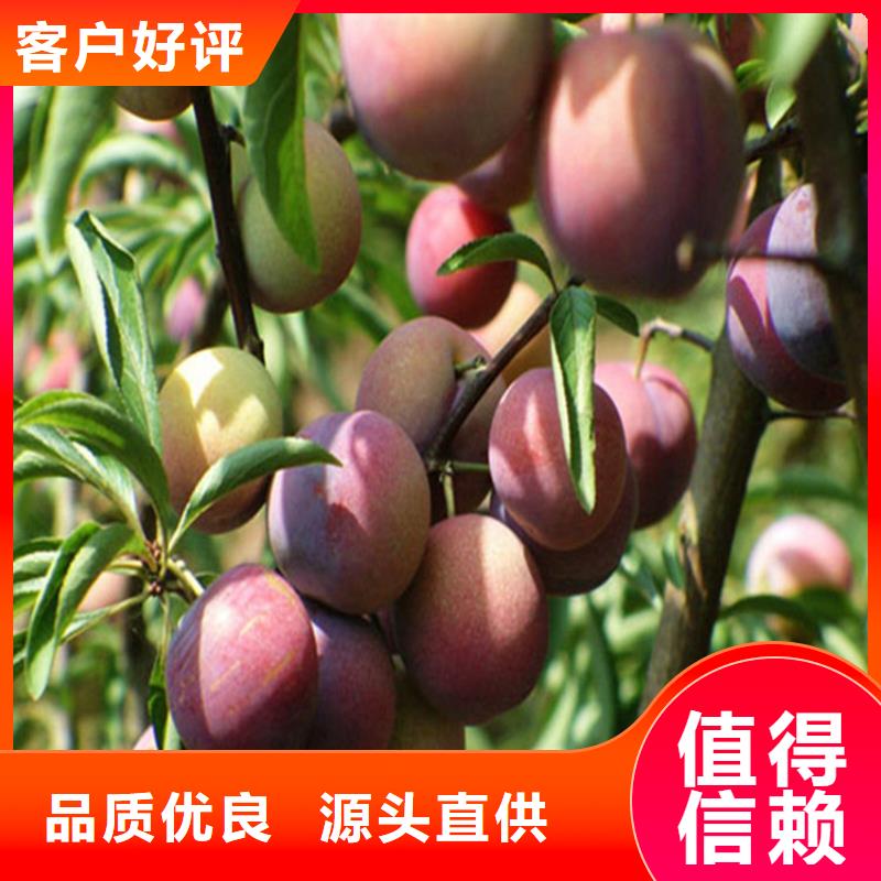 【李子】藍(lán)莓苗實力大廠家