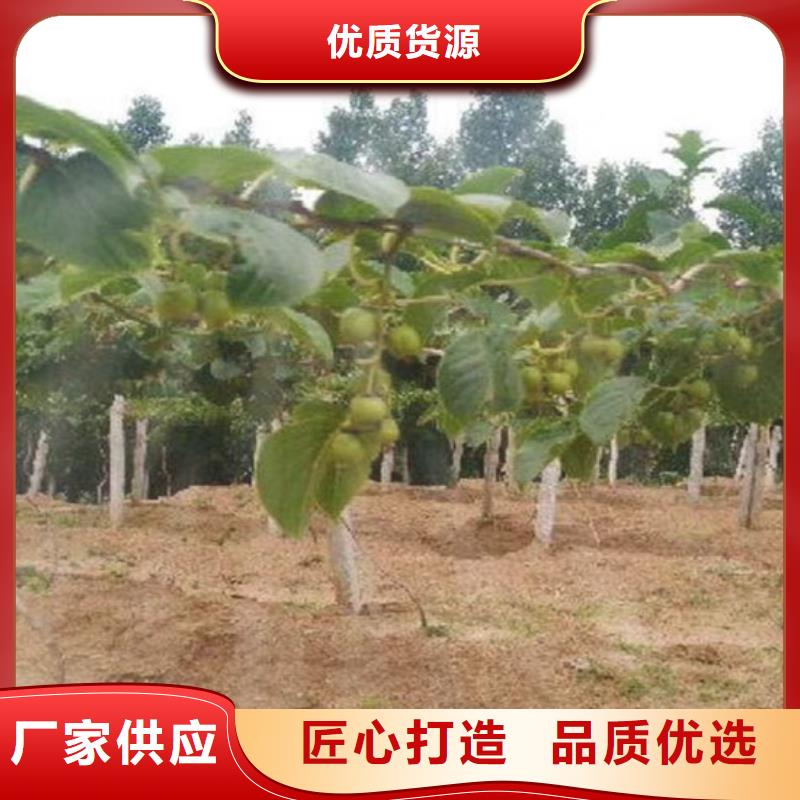 獼猴桃梨樹苗廠家質量過硬
