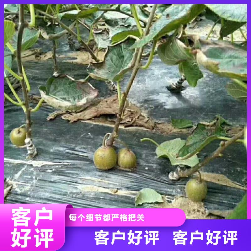 奇異果苗根系發達