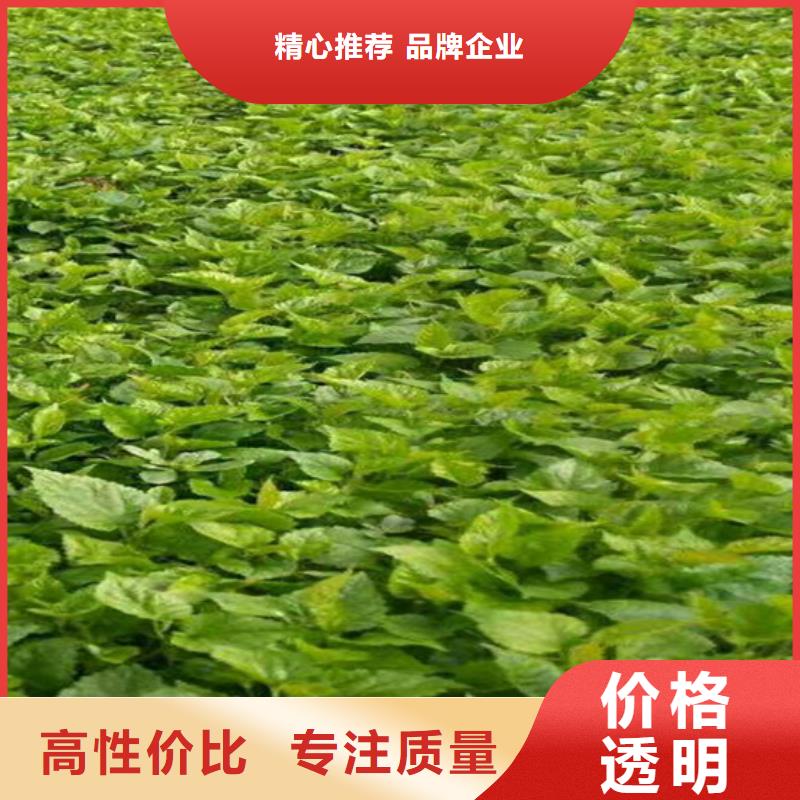 獼猴桃櫻桃苗懂您所需
