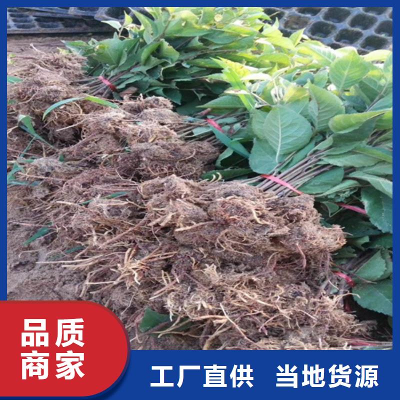 石榴树视频-石榴树(轩园)覆盖地域河南省开封市龙亭|尉氏|平顶山|安阳|三门峡|焦作