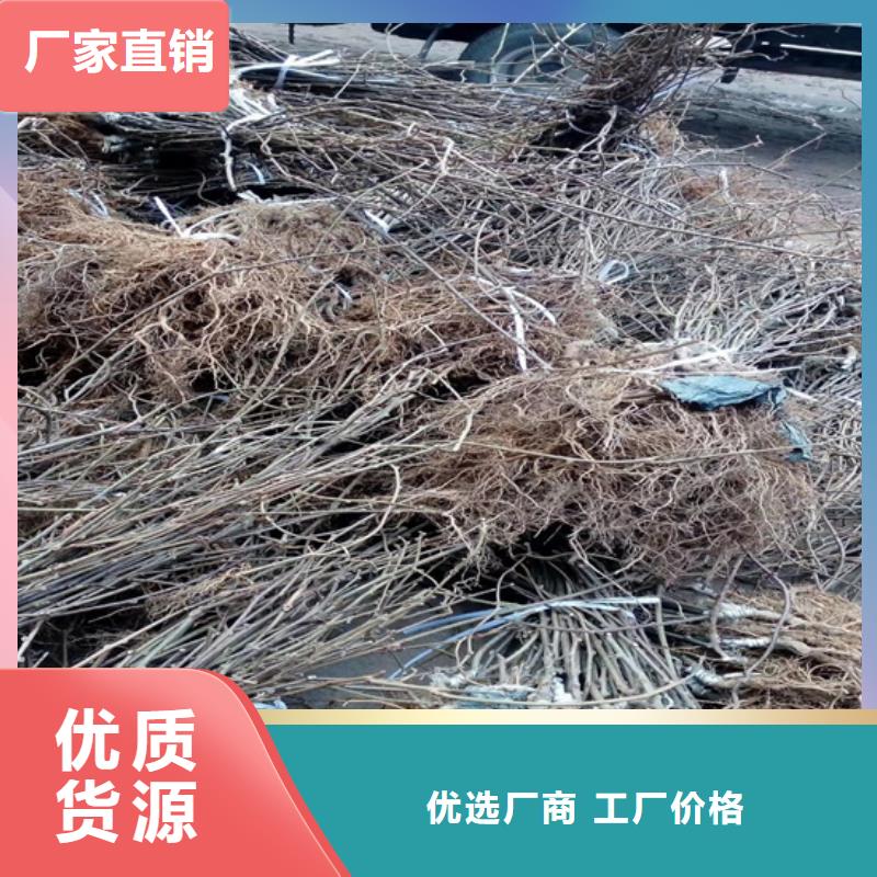 猕猴桃_梨树苗来电咨询