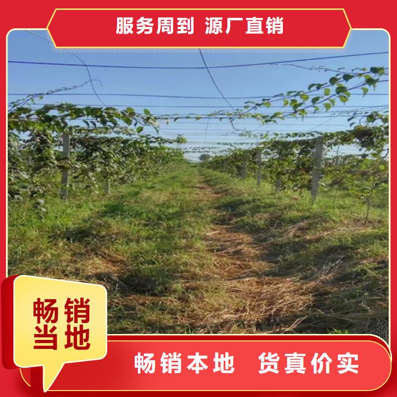 軟棗獼猴桃苗當(dāng)年結(jié)果樹