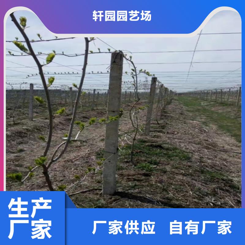 猕猴桃苹果苗产地货源