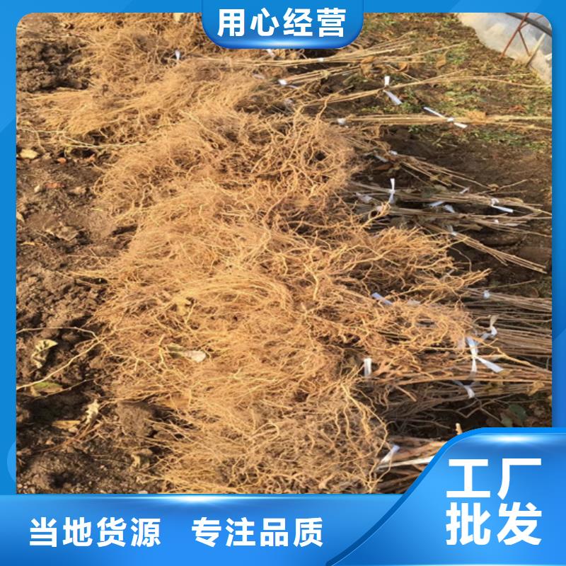 石榴树视频-甘肃省兰州市|榆中|皋兰|陇南|武威|白银|庆阳|定西石榴树-轩园