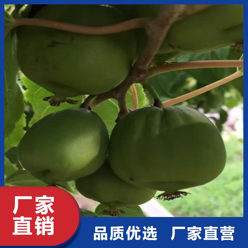 獼猴桃西瓜番石榴苗工廠直營