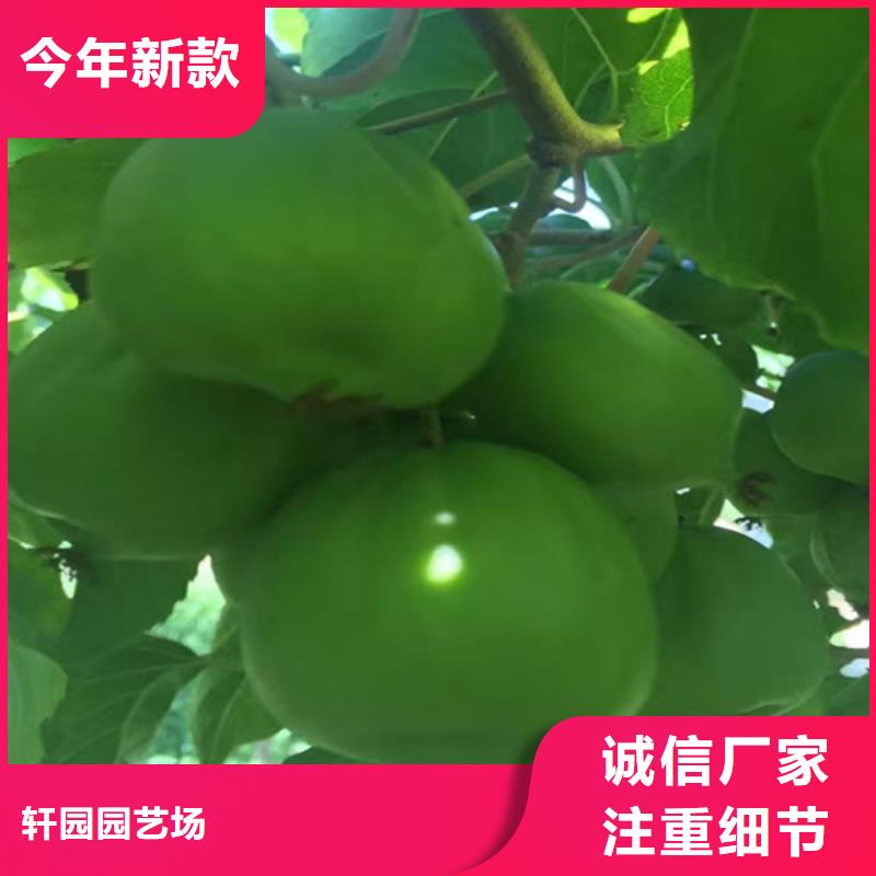 獼猴桃西瓜番石榴苗工廠直營