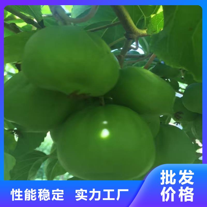石榴树视频-甘肃省兰州市|榆中|皋兰|陇南|武威|白银|庆阳|定西石榴树-轩园