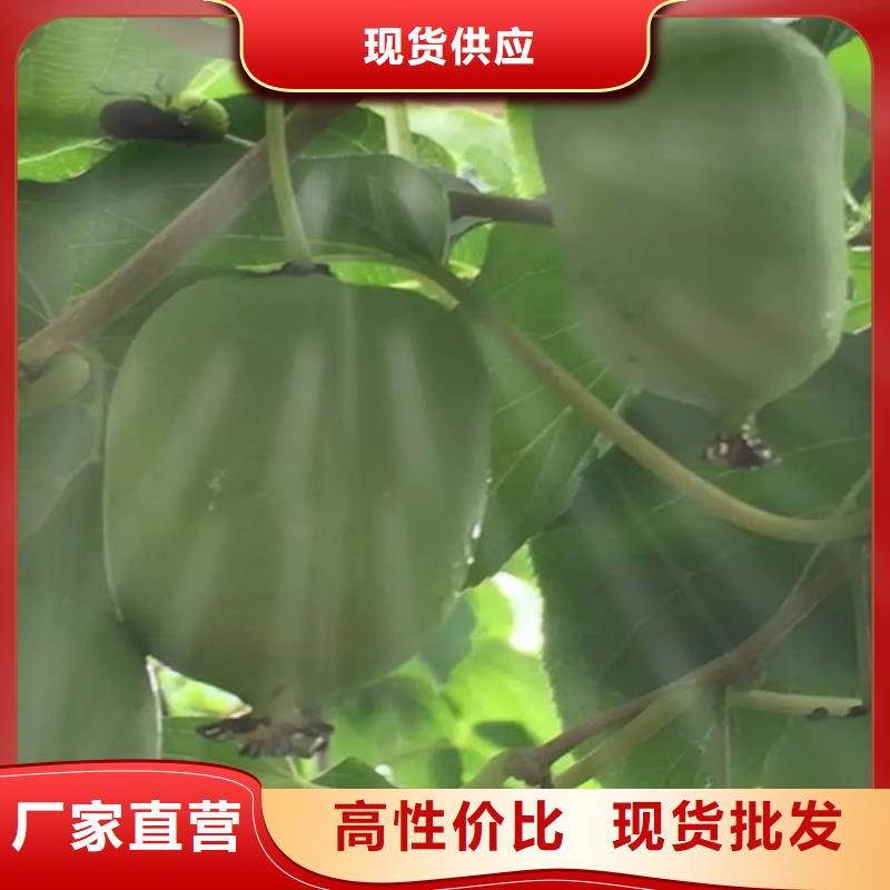 獼猴桃梨樹苗廠家質量過硬