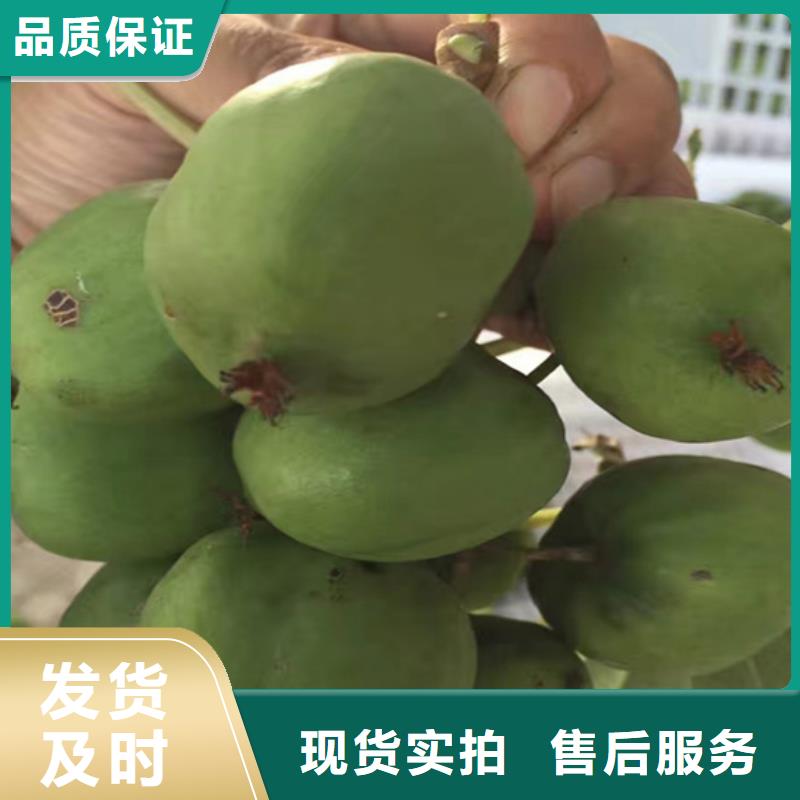【獼猴桃】櫻桃苗N年專注