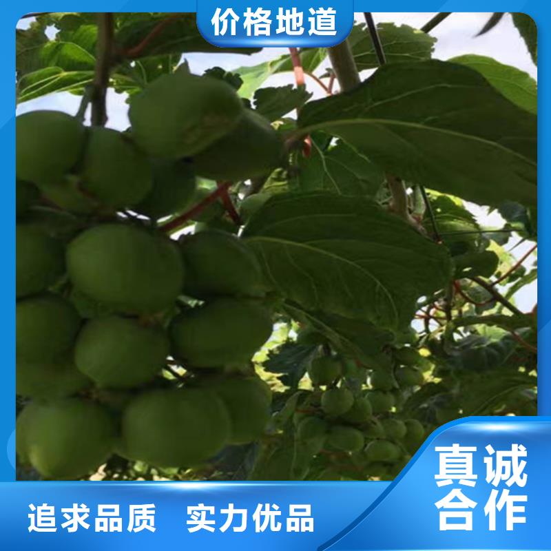 軟棗獼猴桃苗當(dāng)年結(jié)果樹
