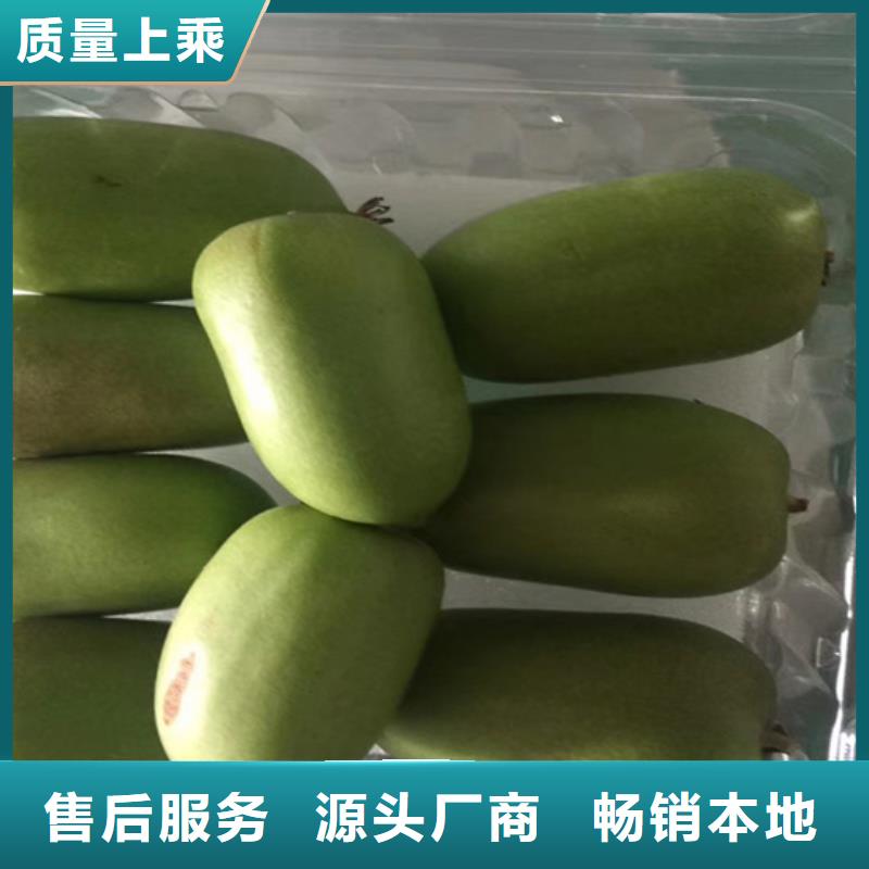 奇異果苗根系發達