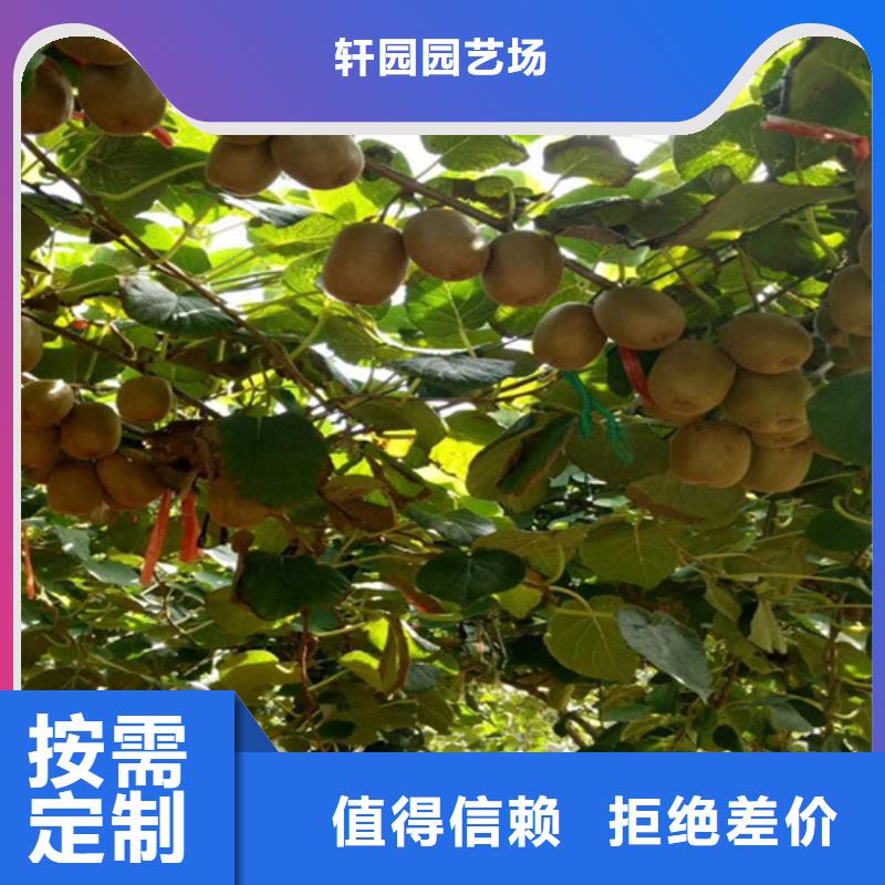 軟棗子苗大棚種植