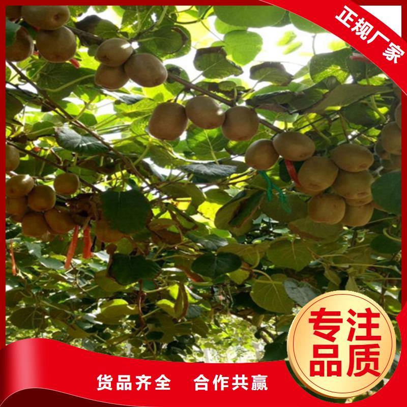 石榴树视频-石榴树(轩园)覆盖地域河南省开封市龙亭|尉氏|平顶山|安阳|三门峡|焦作
