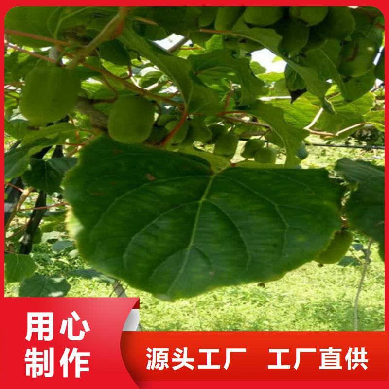 獼猴桃櫻桃苗懂您所需