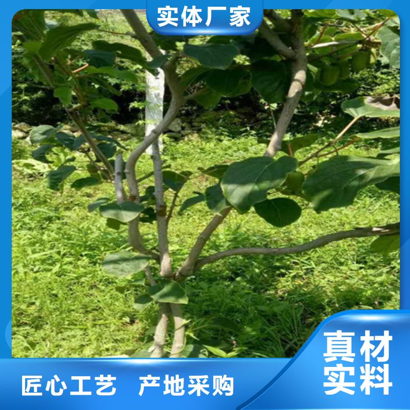 獼猴桃西瓜番石榴苗工廠直營