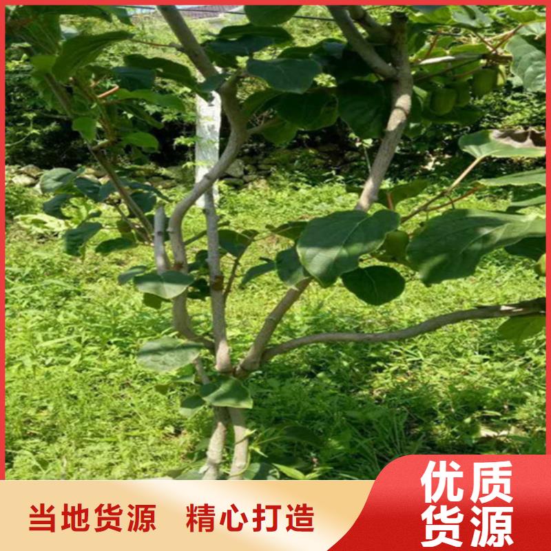 獼猴桃梨樹苗廠家質量過硬