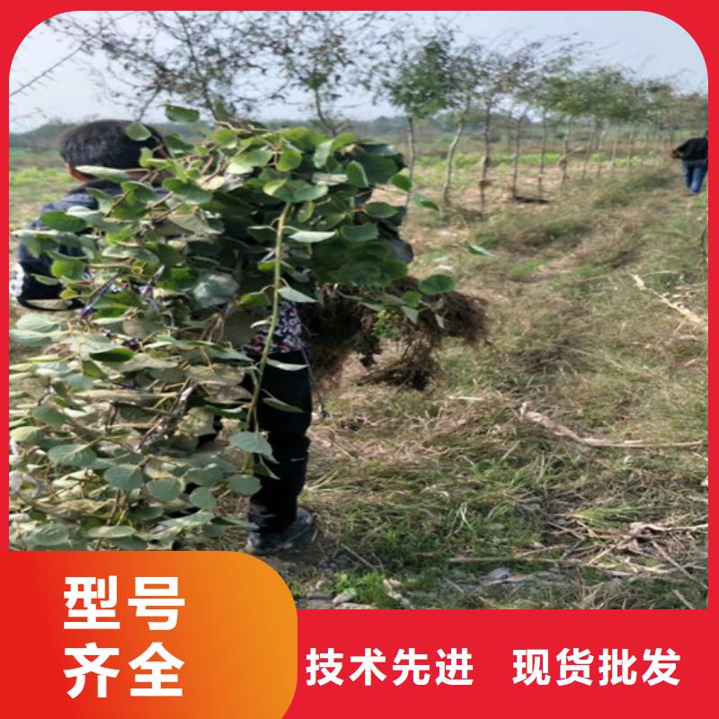 【獼猴桃】櫻桃苗N年專注