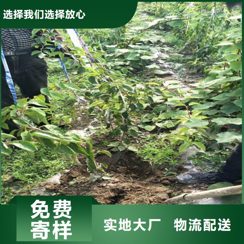 獼猴桃櫻桃苗懂您所需