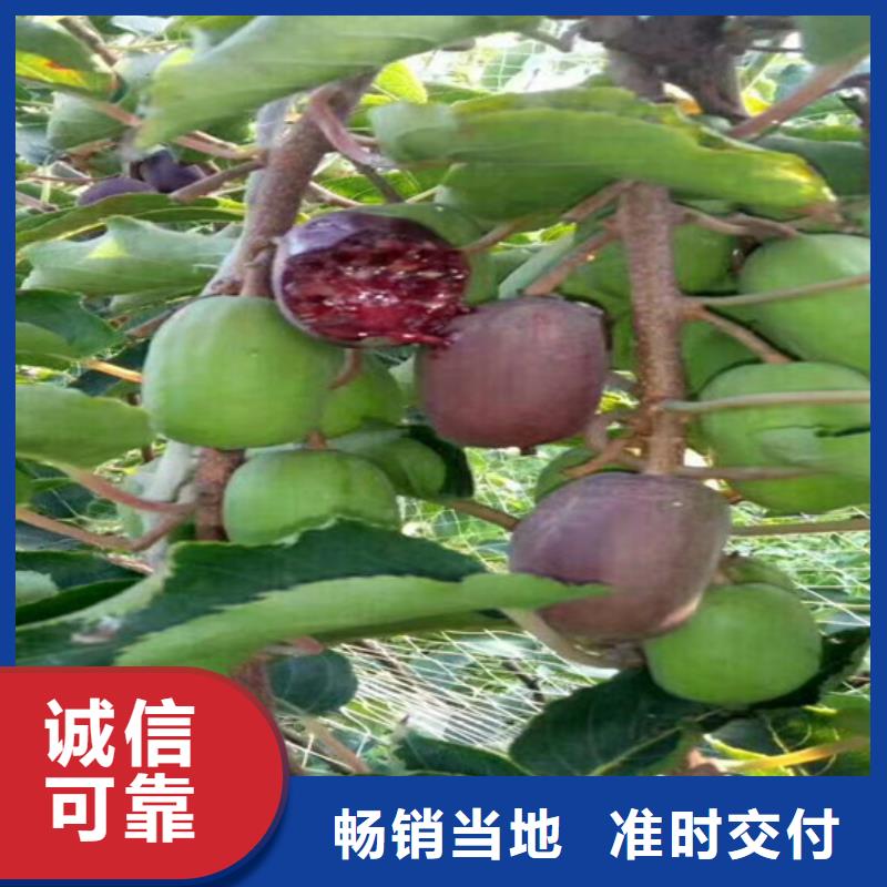 石榴树视频-甘肃省兰州市|榆中|皋兰|陇南|武威|白银|庆阳|定西石榴树-轩园