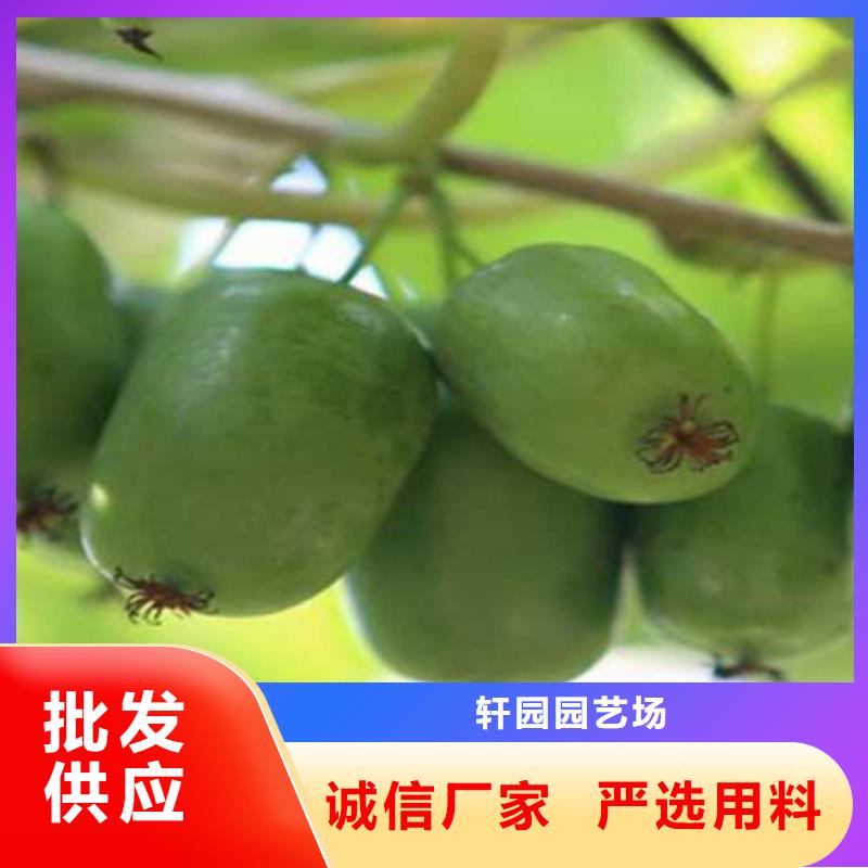 獼猴桃樹苗基地直銷/軒園園藝場