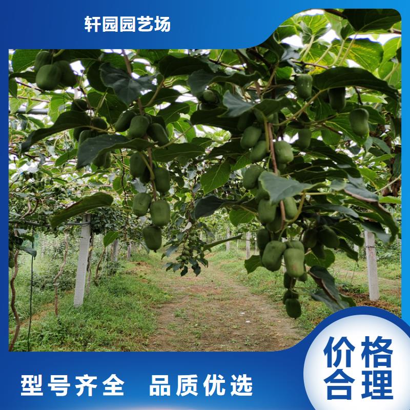 【獼猴桃,無花果苗懂您所需】